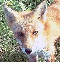 fox